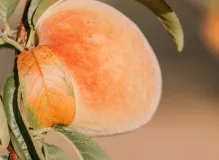 Capture the Essence of Elegance with Peach-Coloured Delights 11